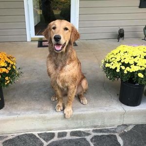 Meet your Posher, Sierra